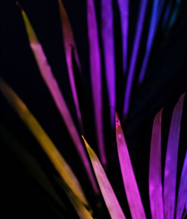 Abstract conceptual image of light and green leaves